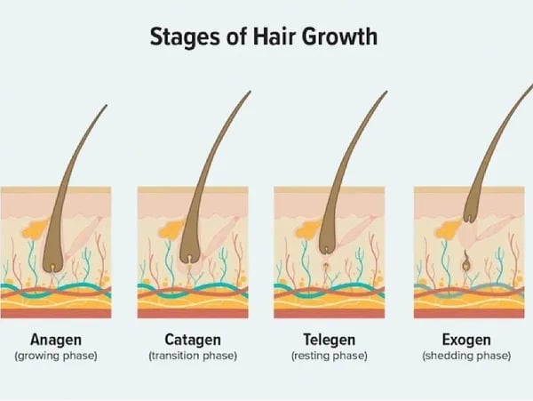Stages of Hair Growth | Reclaim Men's Clinic in St. Louis, MO